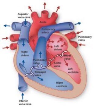 heart picture with blood flow